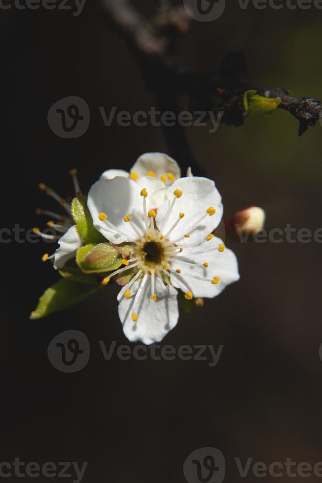 épanouissement printemps fleur macro photo. blanc printemps fleurir. abricot fleurs. photo