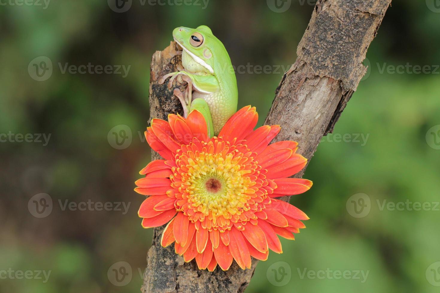 macro étape de grenouille et Orange fleur photo