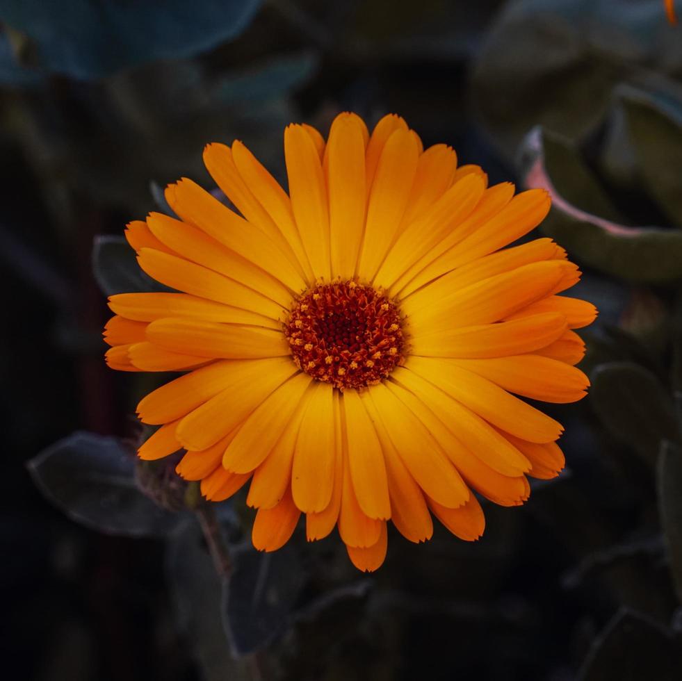 belle fleur orange dans le jardin au printemps photo