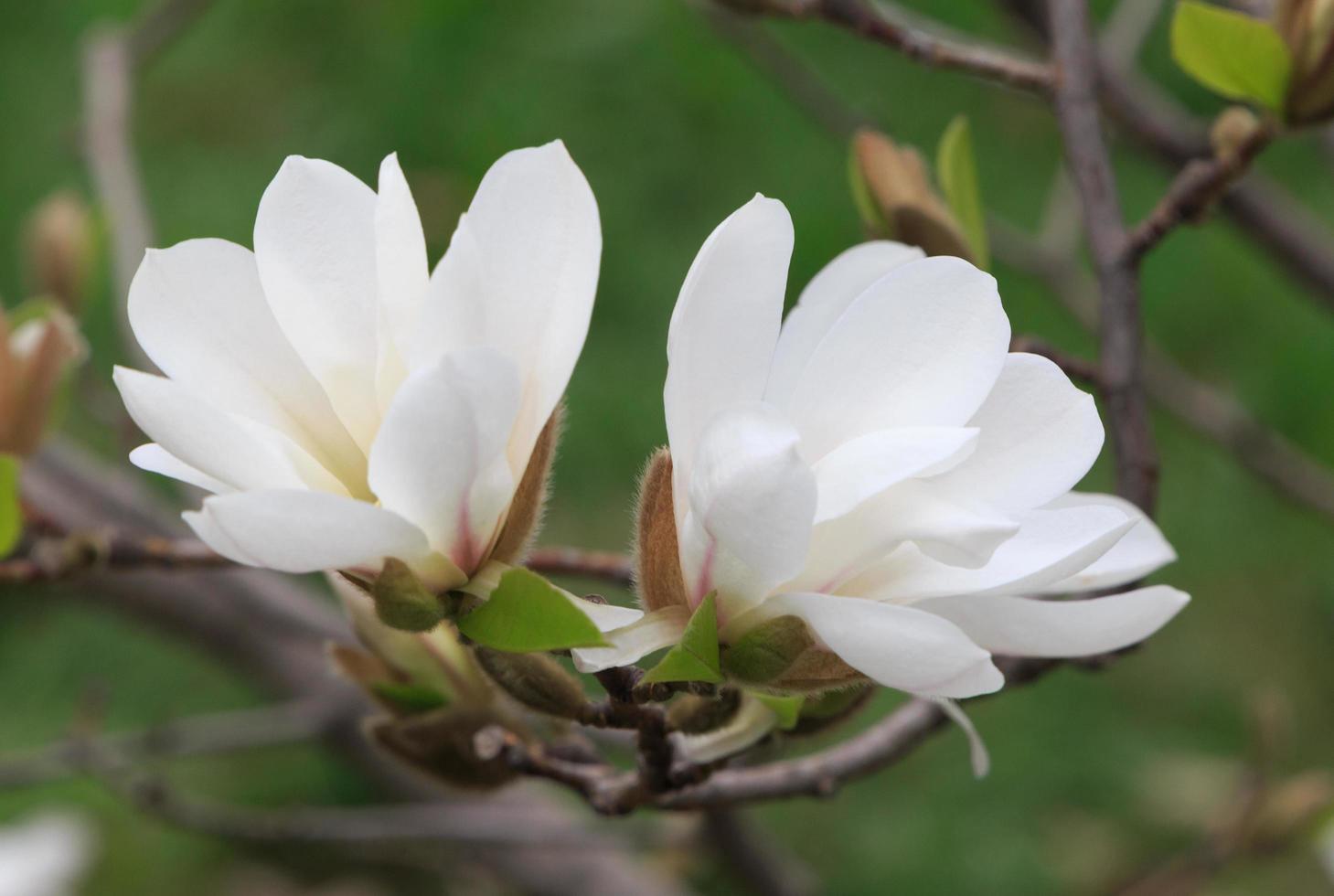 proche en haut de blanc magnolia arbre fleur photo