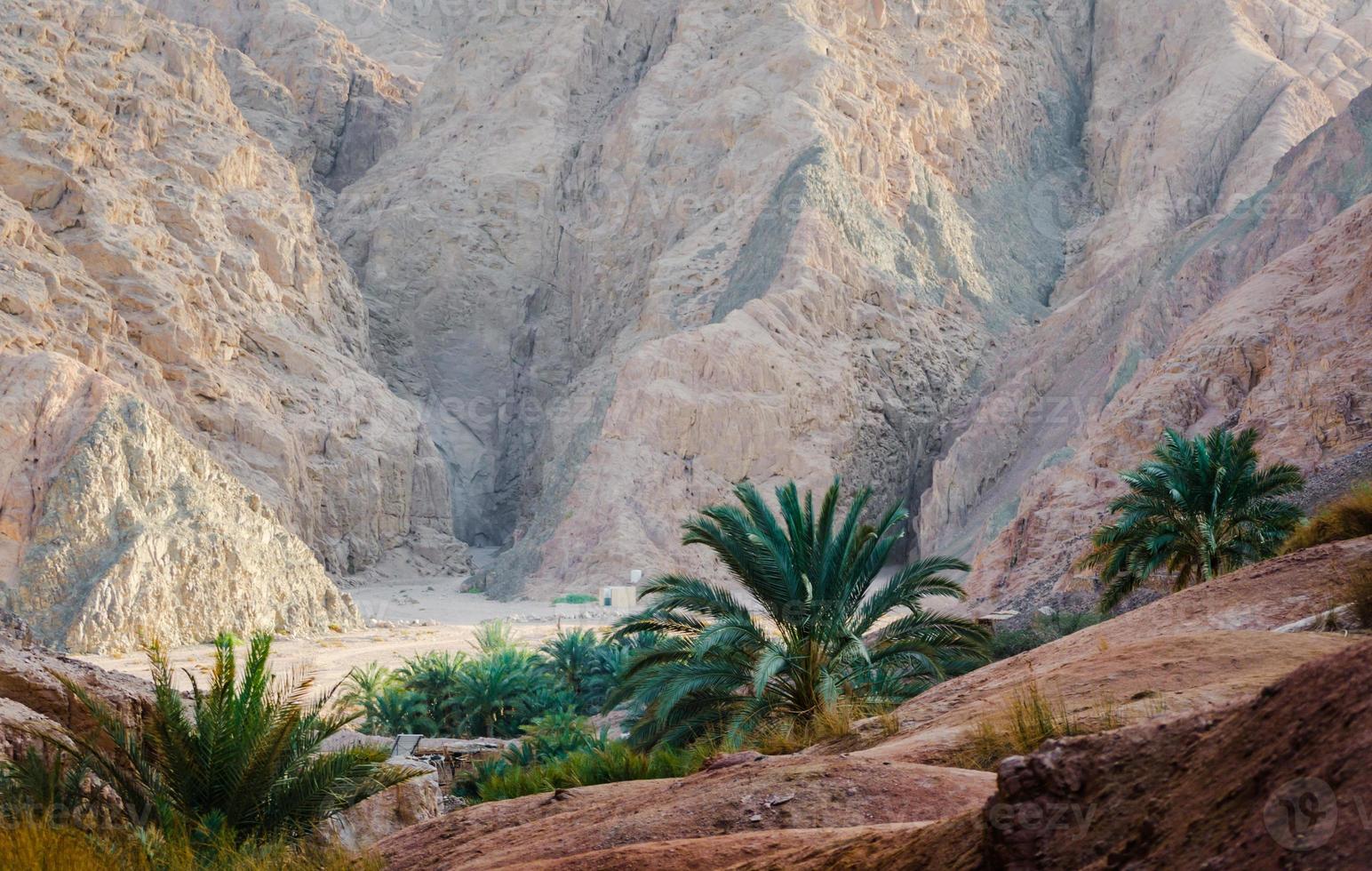 palmiers et montagnes rocheuses photo