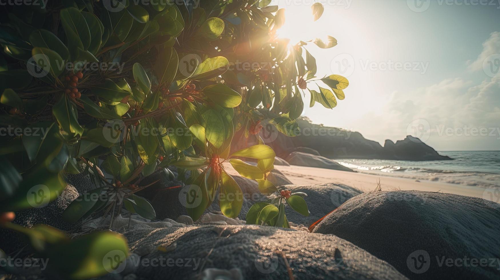 Plage de dunes avec coucher de soleil