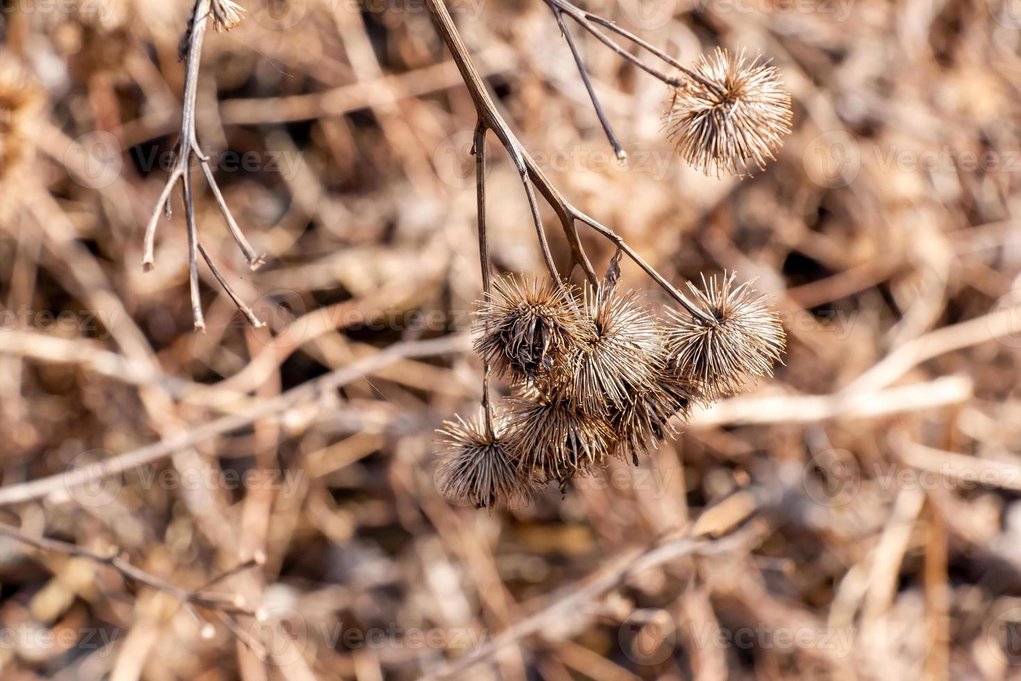 sec épineux bardane plante dans la nature fermer. le épineux herbe bardane plante ou arctium plante de le asteraceae famille. séché la graine têtes. mûr bavures avec tranchant entraînant crochets. photo