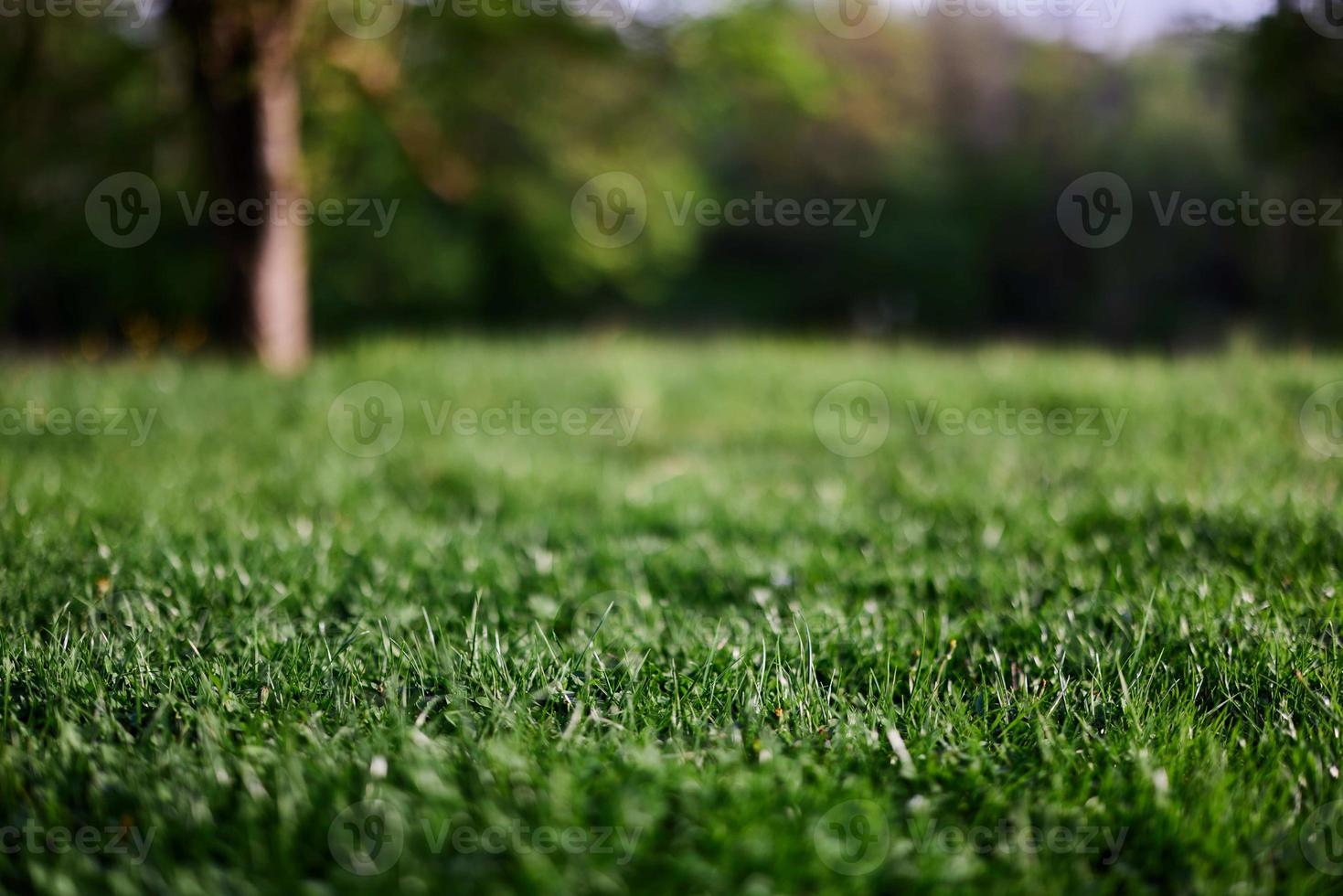 Frais vert herbe dans un alpin Prairie dans lumière du soleil photo