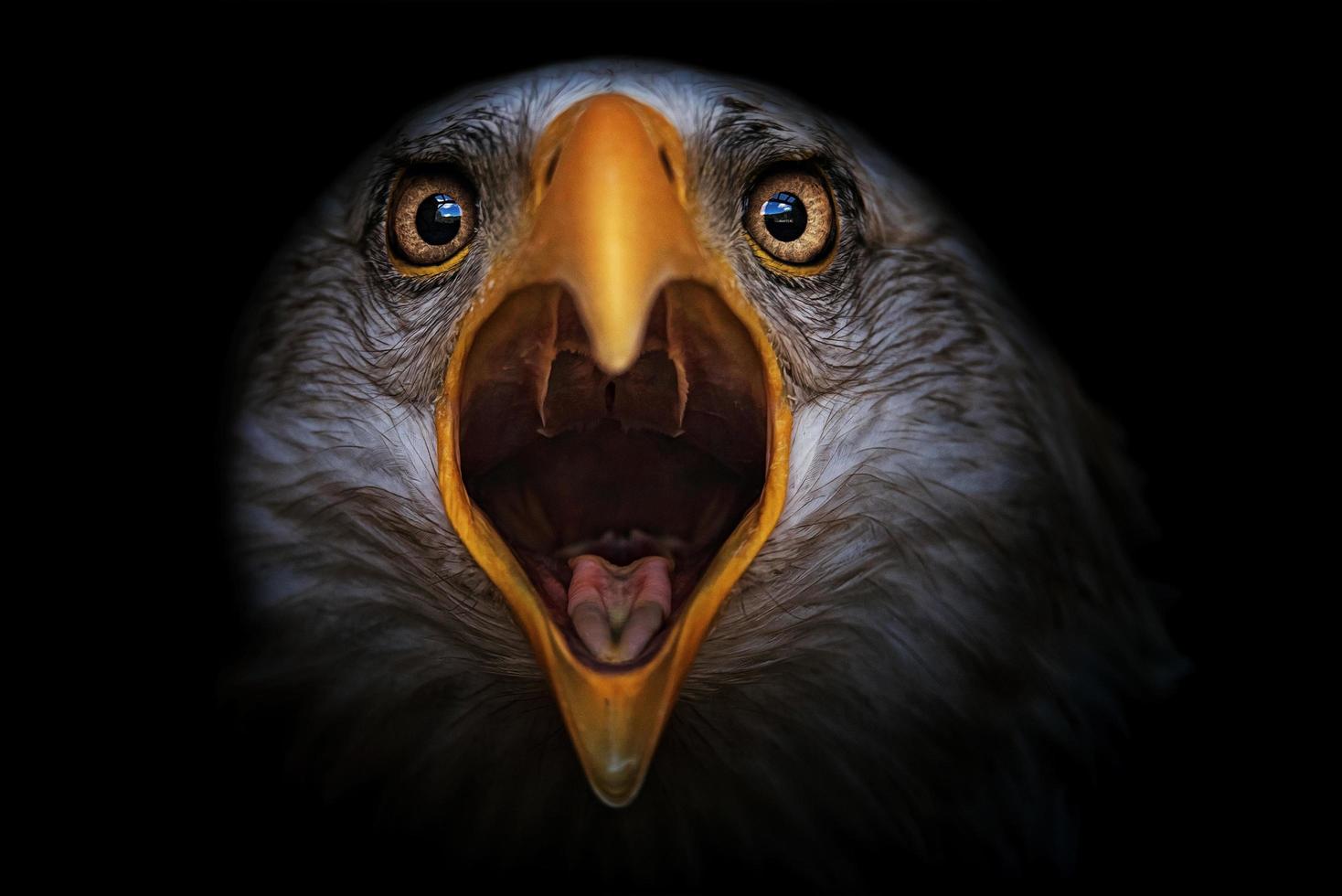 Portrait de détail de l'aigle à tête blanche photo