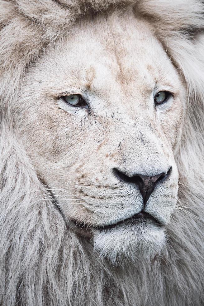 lion d'Afrique du Sud photo