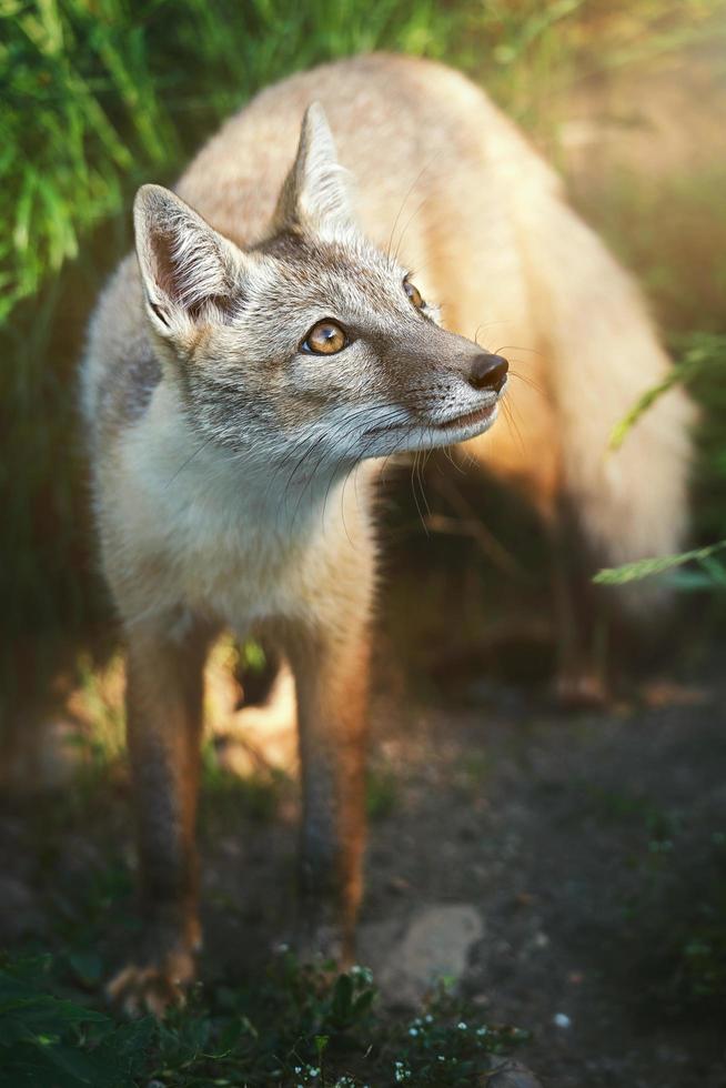 un renard corsac de près photo
