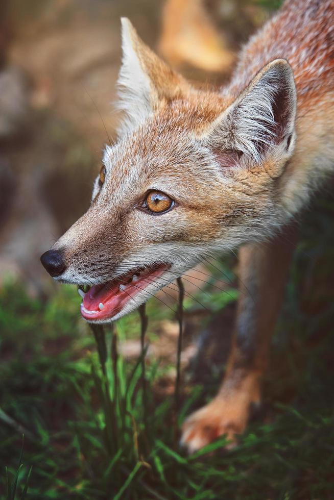 un renard corsac de près photo