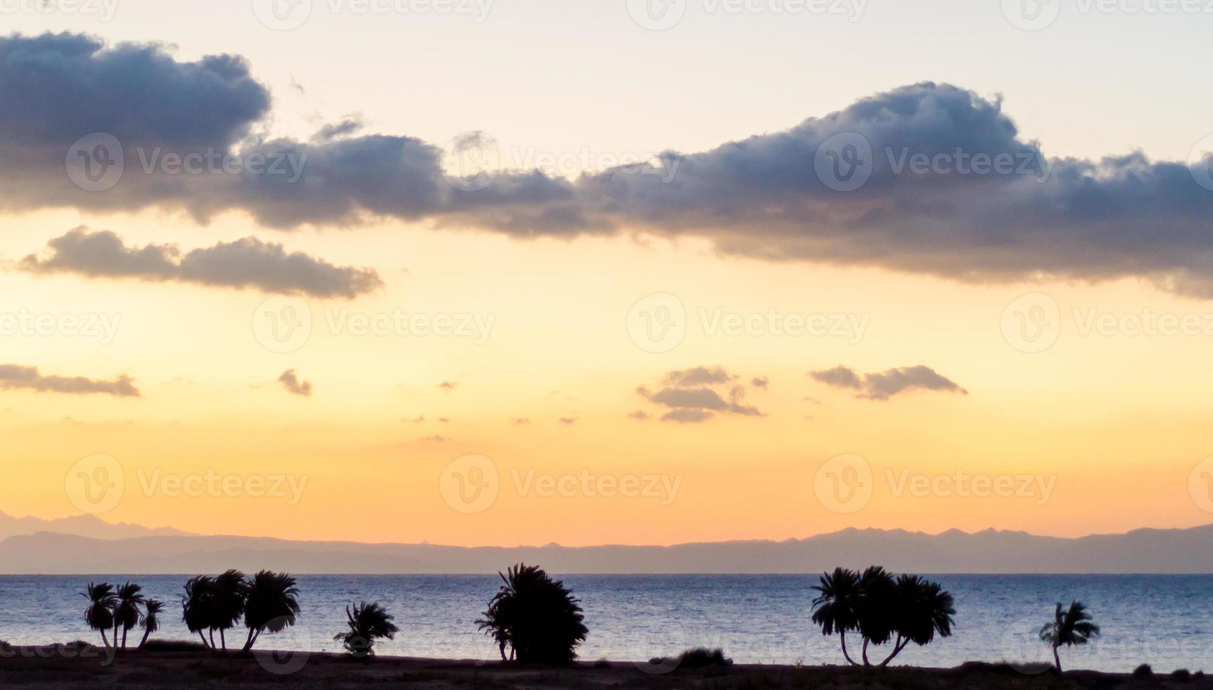 silhouette de palmiers au coucher du soleil photo