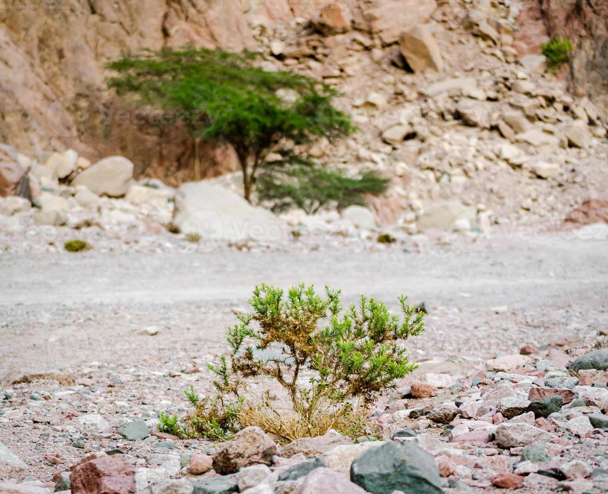 plantes poussant dans les pierres photo