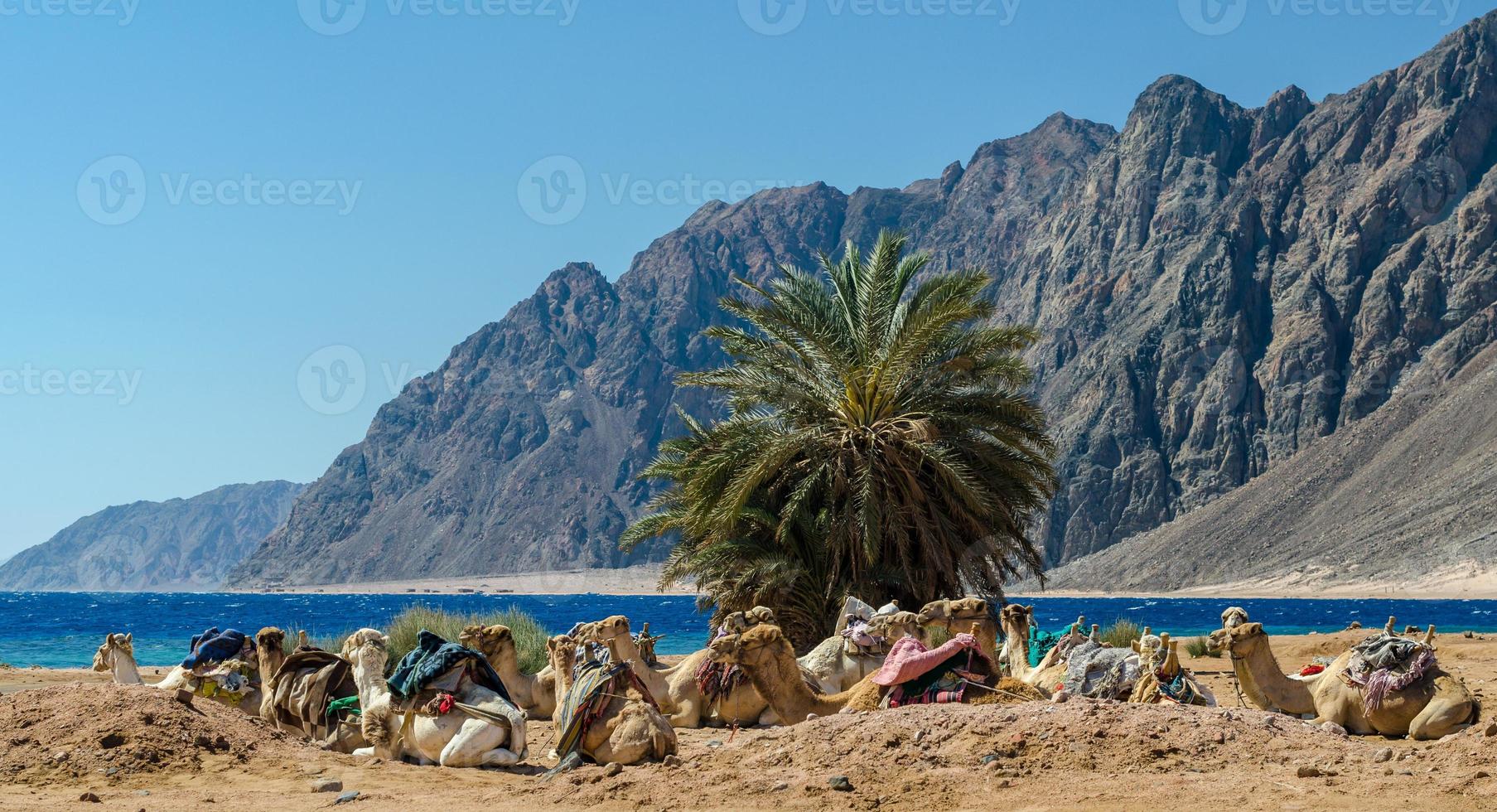 chameaux sur une plage photo