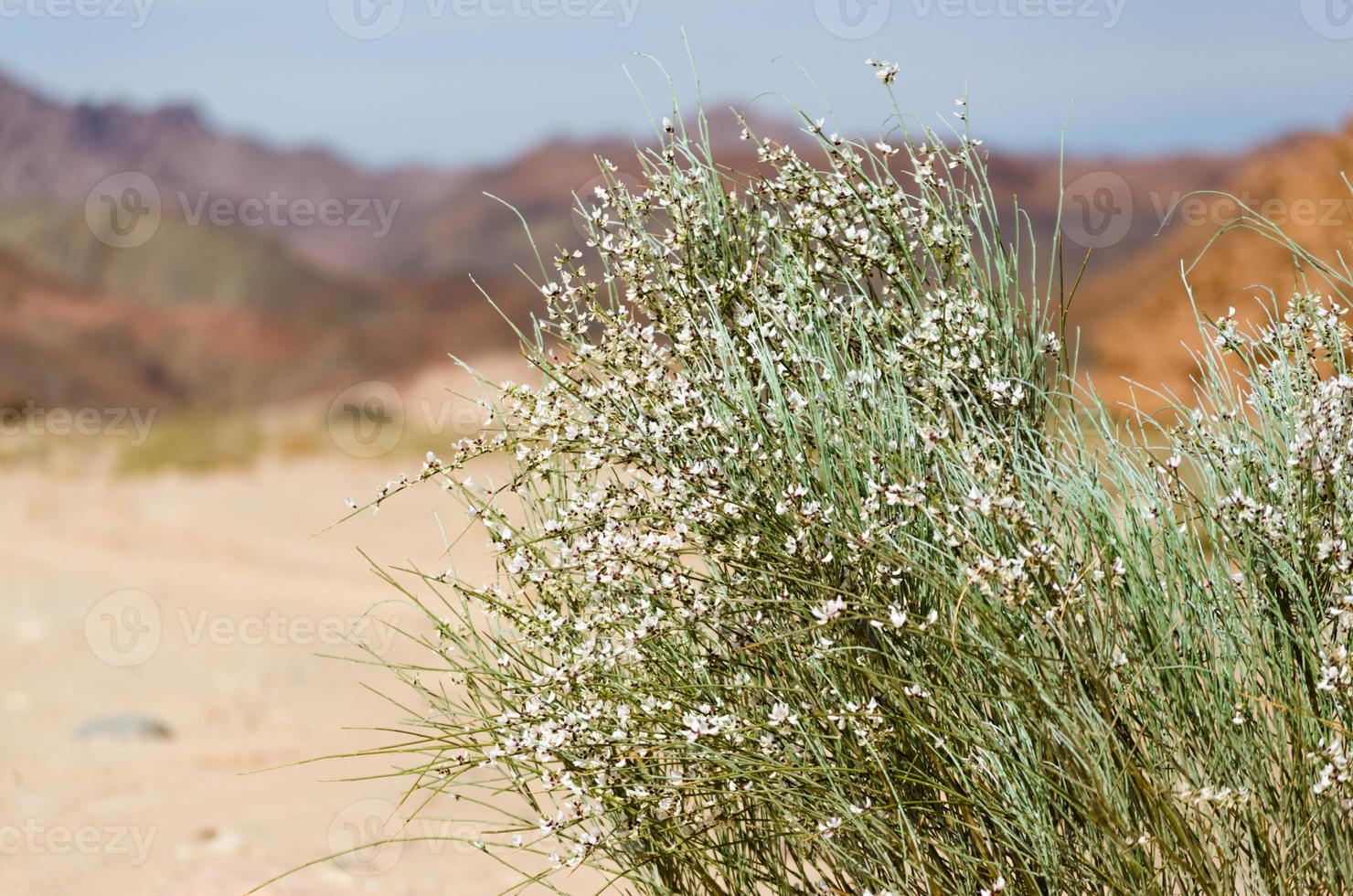 plante sauvage dans le désert photo