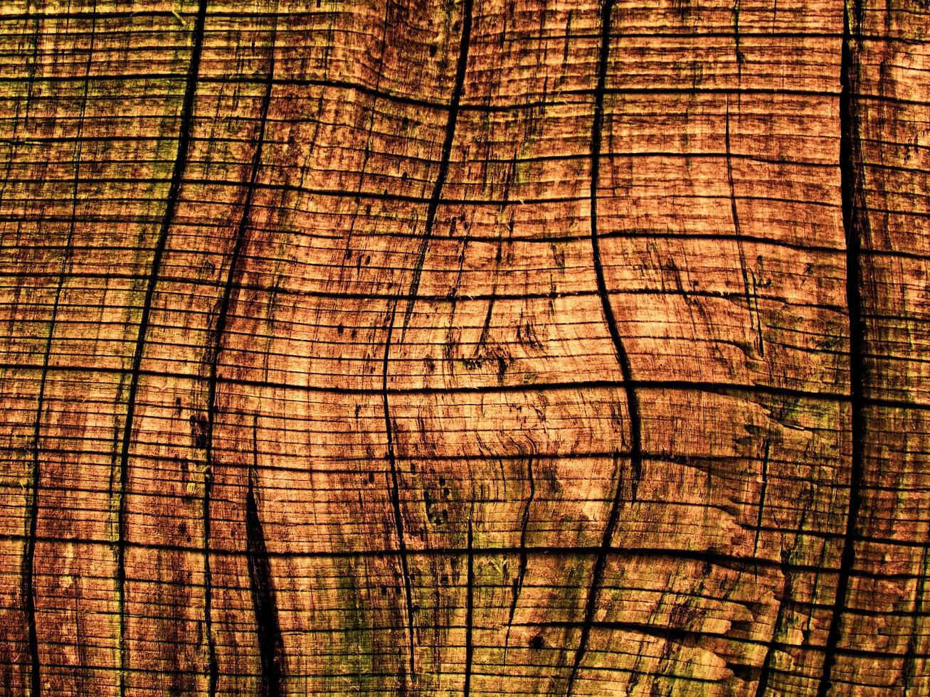 gros plan de l'écorce des arbres pour le fond ou la texture photo