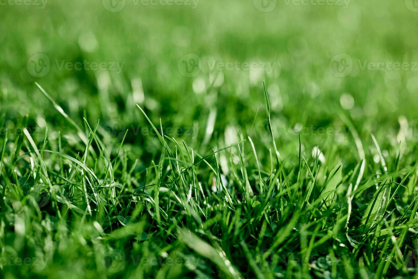 Frais feuilles de Jeune vert herbe pris fermer sur une été ensoleillé journée dans le lumière de une le coucher du soleil ciel, le concept de écologie et se soucier pour le environnement et le planète photo