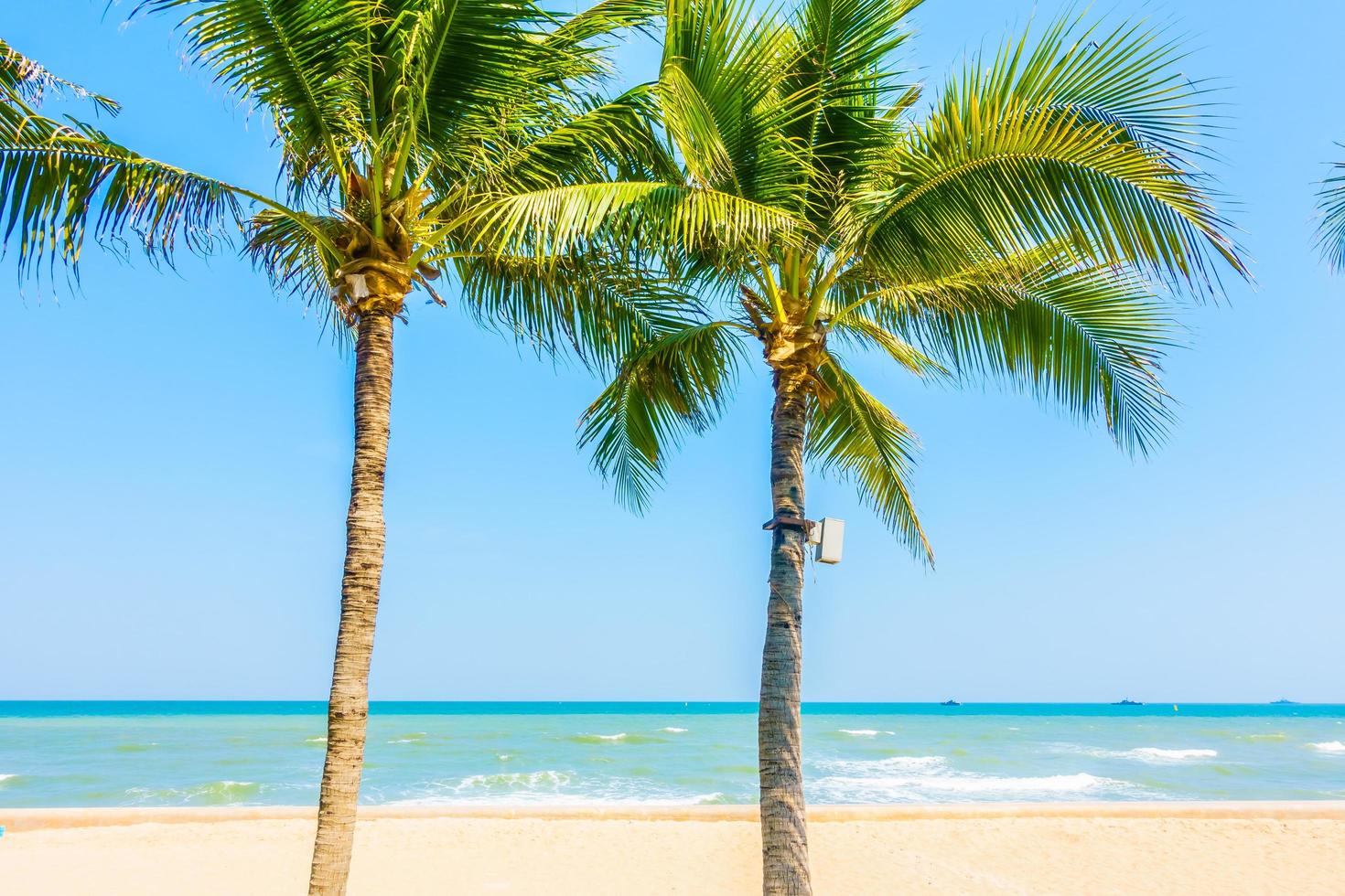 palmier sur la plage photo