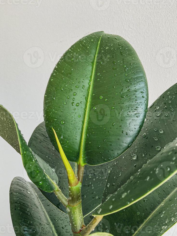 vert buisson ficus feuilles naturel. blanc Contexte photo