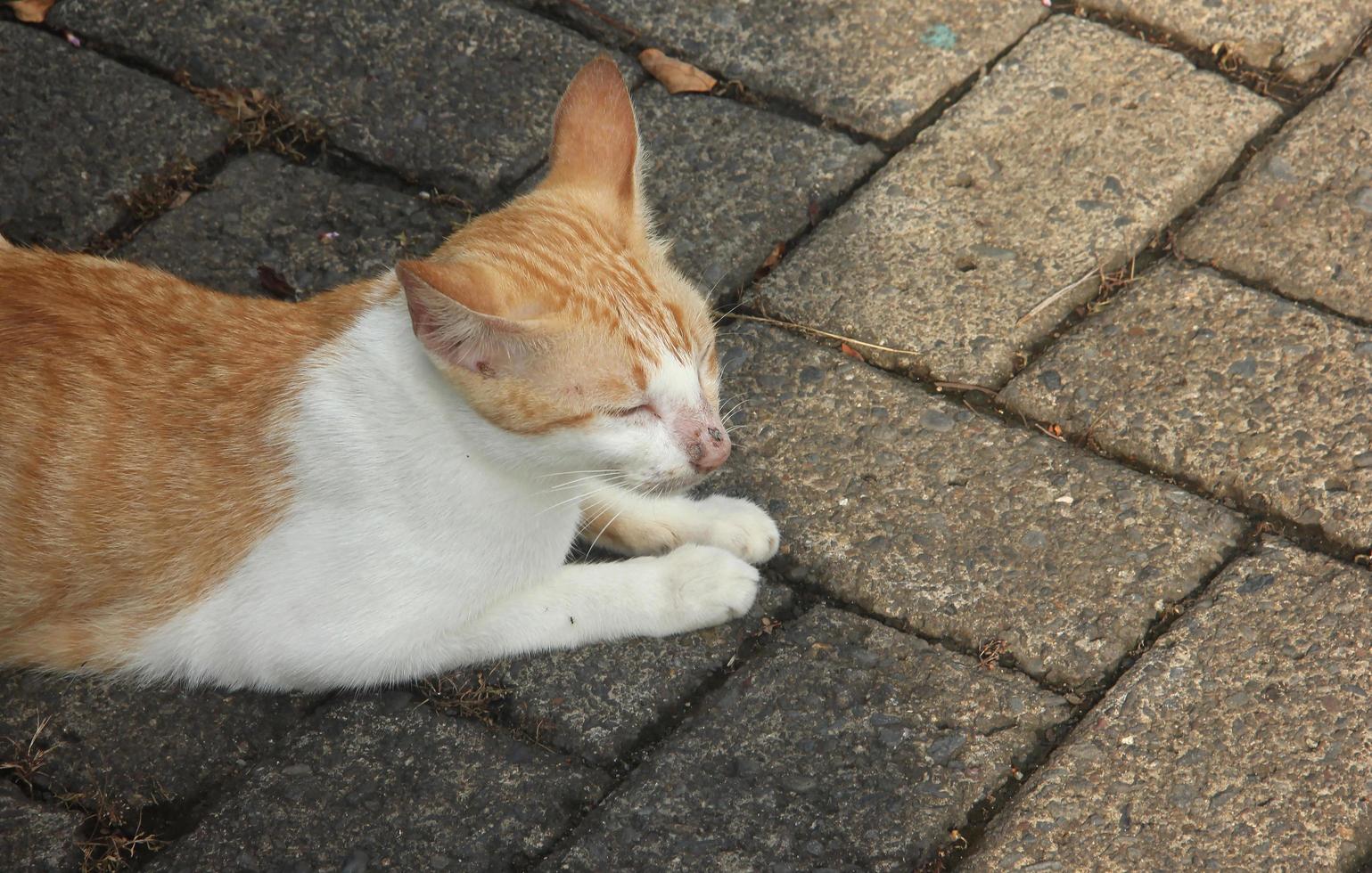 en train de dormir gingembre Orange et blanc fourrure sauvage égarer chat photo isolé sur gris Extérieur Publique route brique sol Contexte.