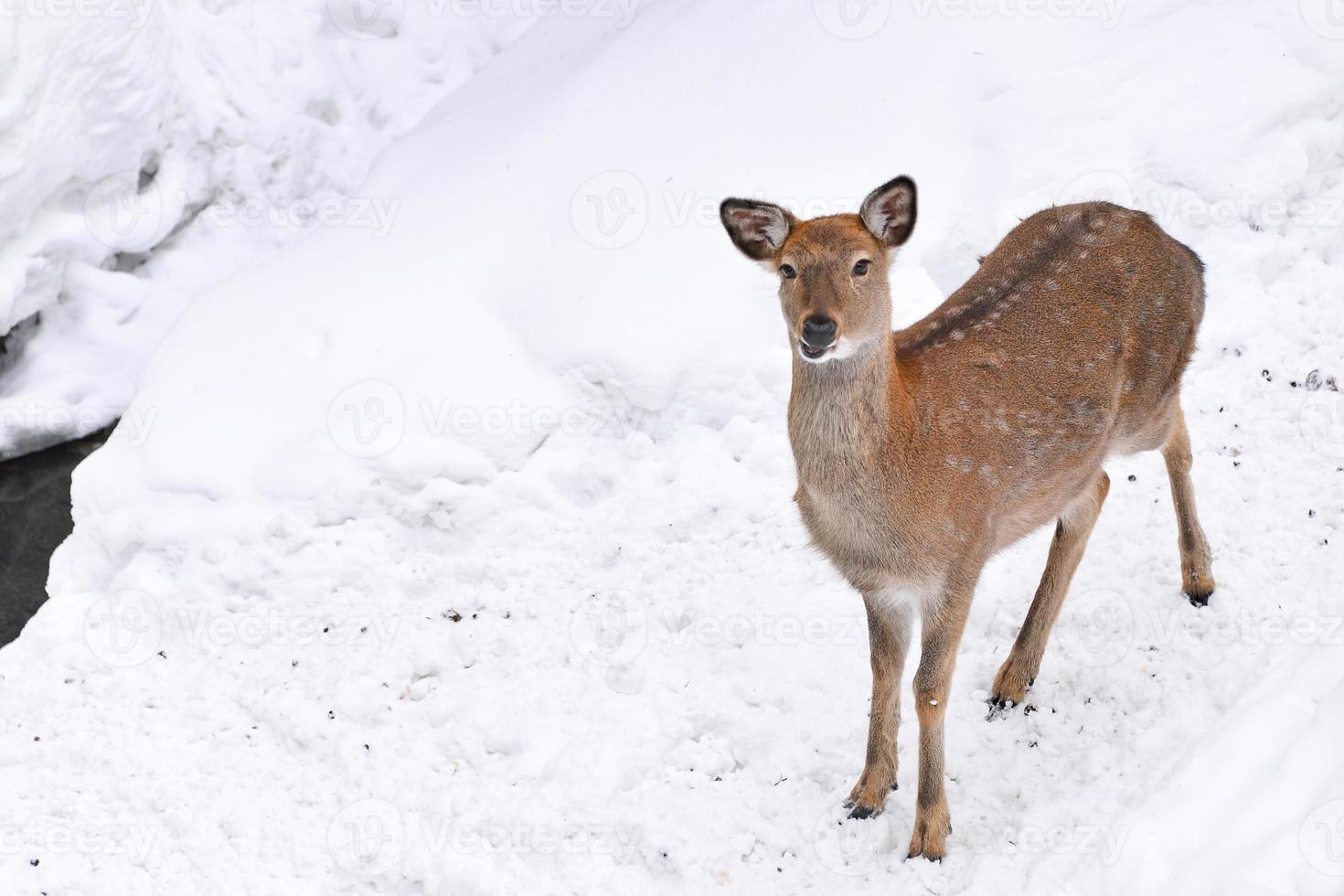 sauvage cerf dans le neige déposé photo