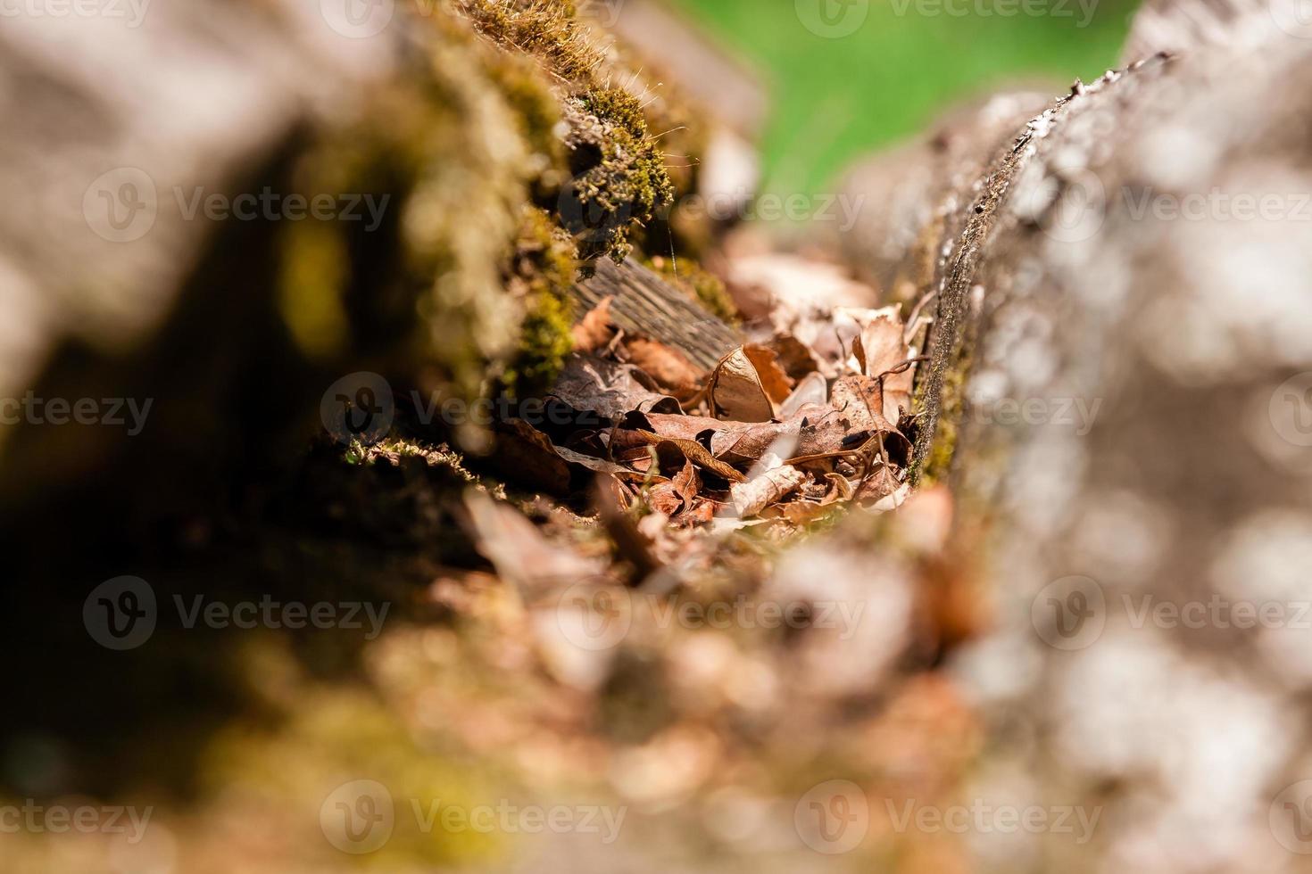 feuilles brunes d'automne photo