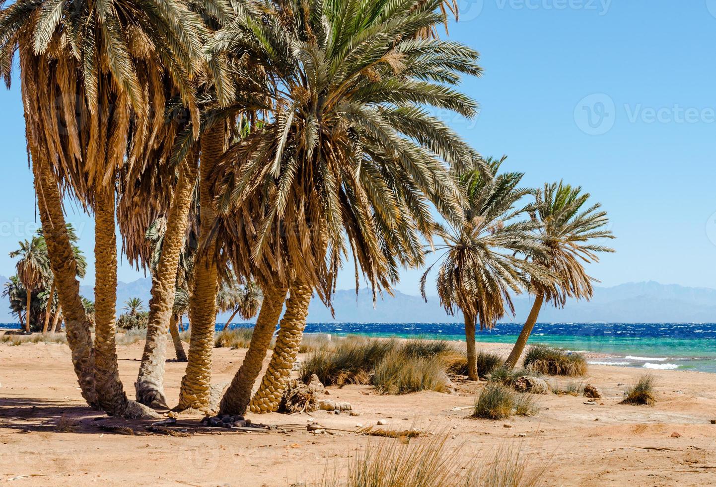 plage de la mer rouge photo