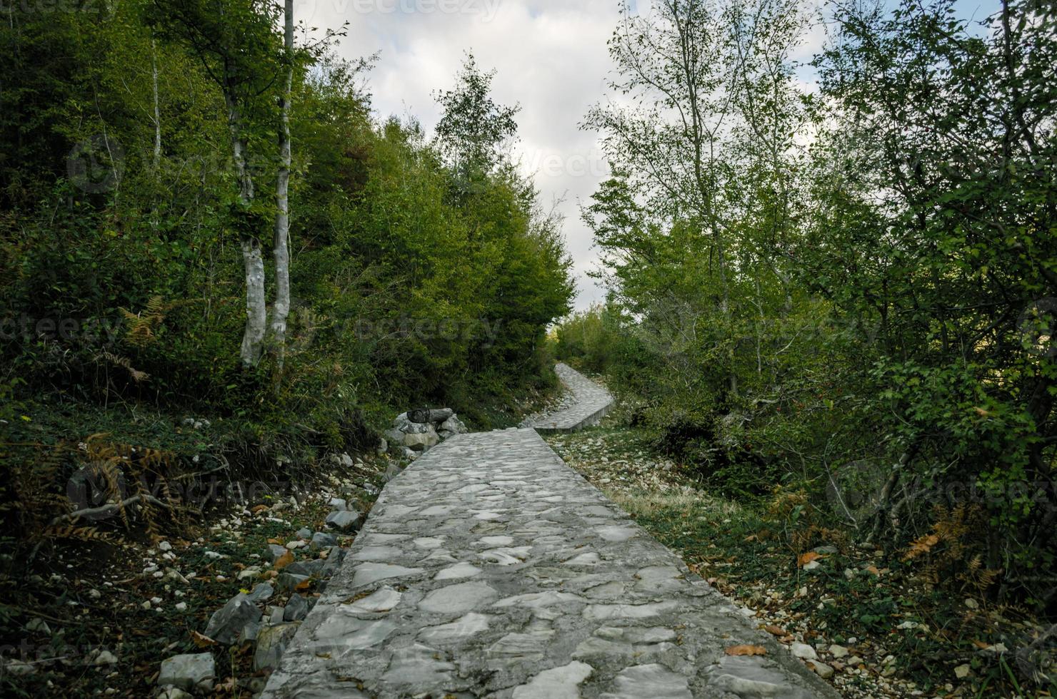 sentier en pierre avec des arbres verts photo