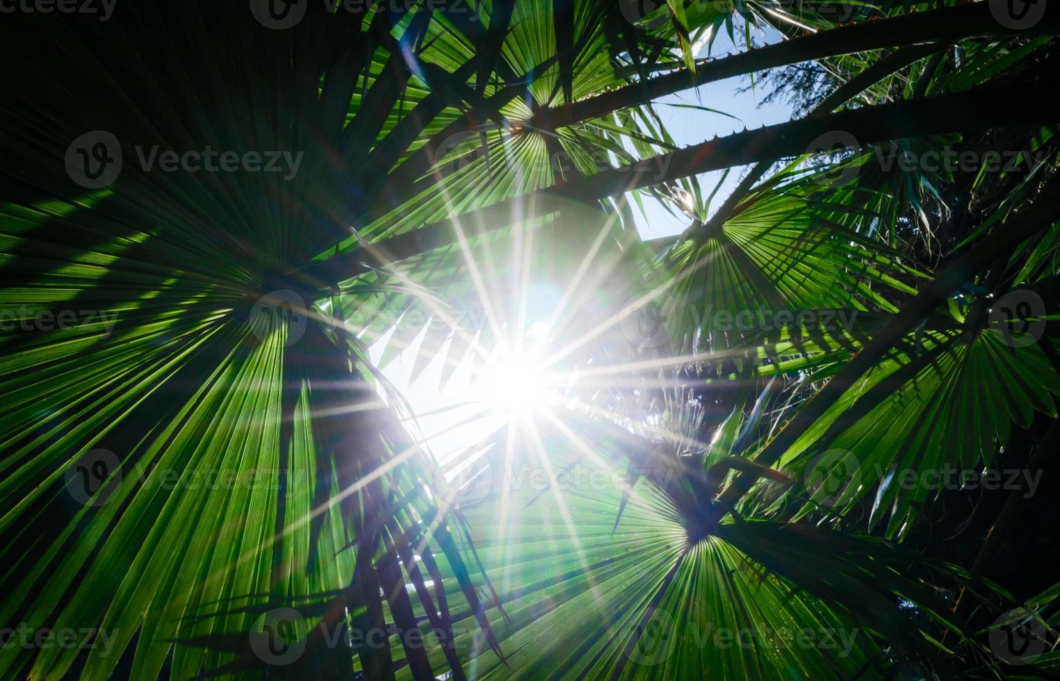 la lumière du soleil à travers les feuilles de palmier photo