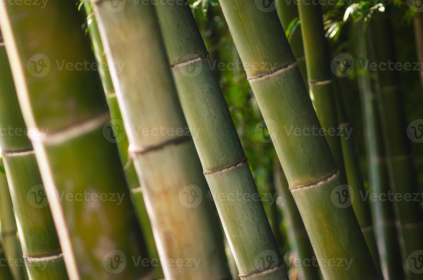 gros plan de la forêt de bambous verts photo