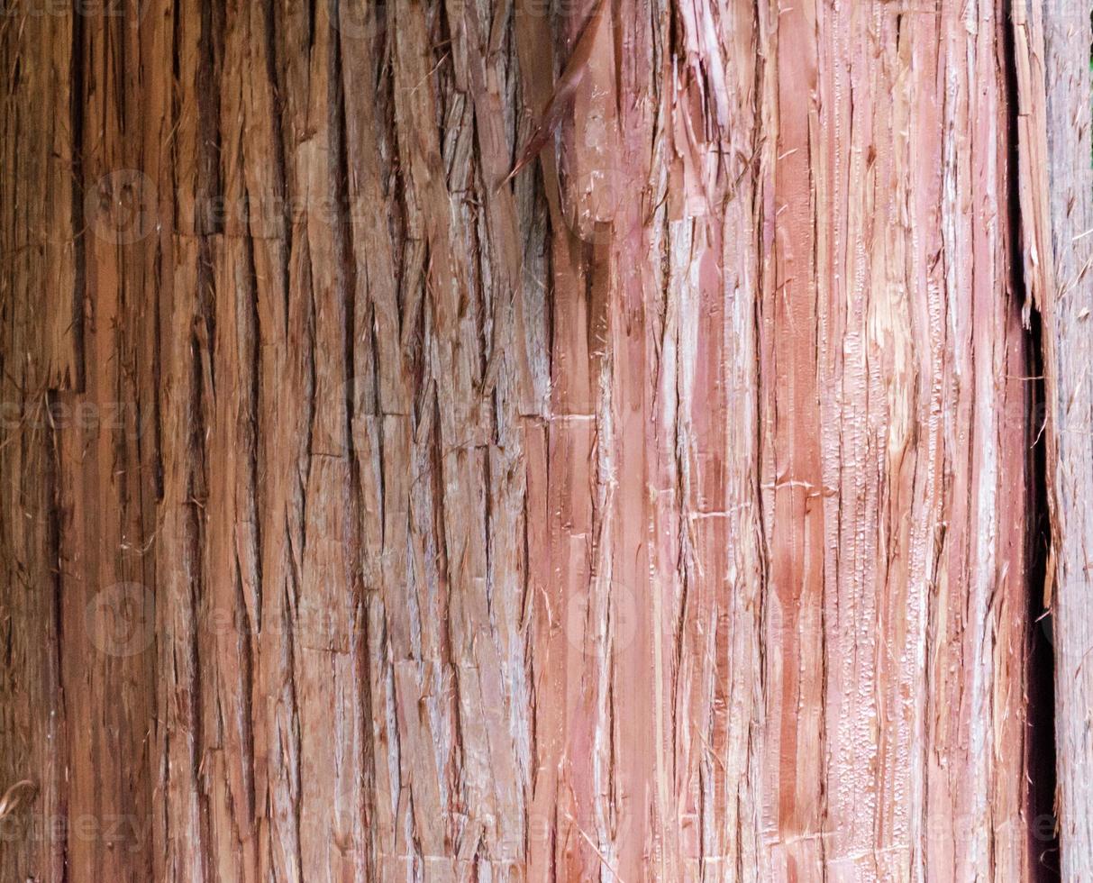 gros plan, de, arbre, écorce photo