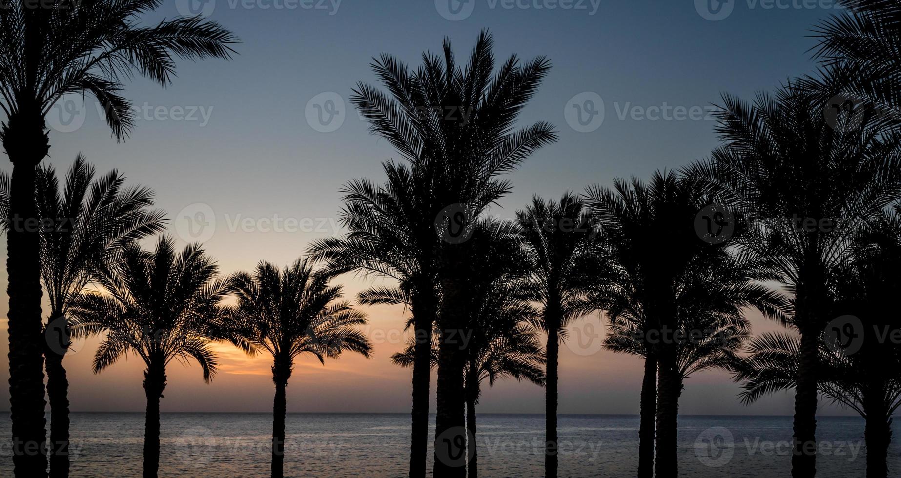 palmiers au coucher du soleil photo