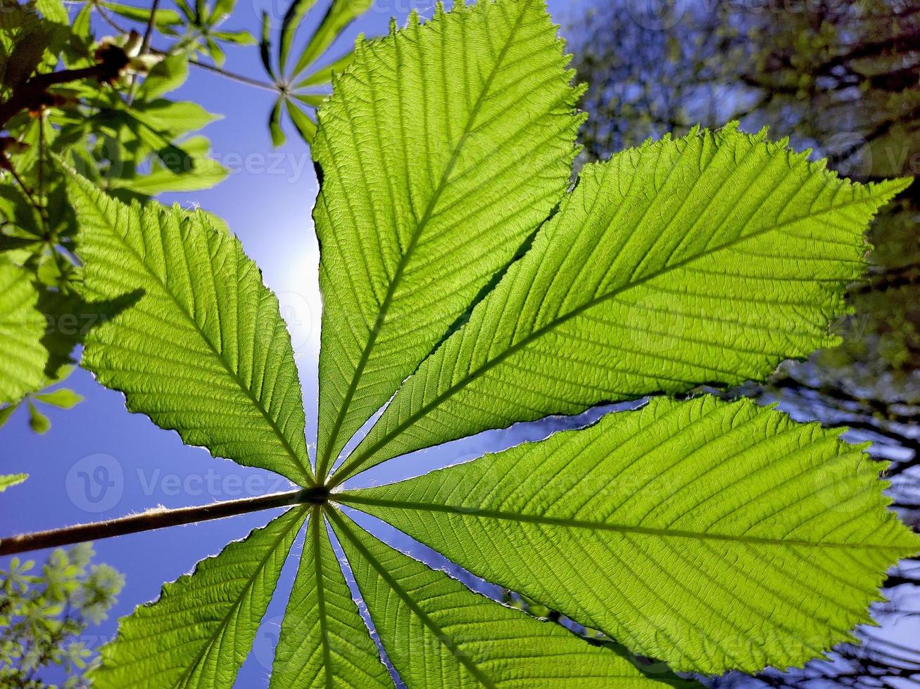 vert châtaigne feuille contre le Contexte de le Soleil et bleu ciel. printemps Contexte photo