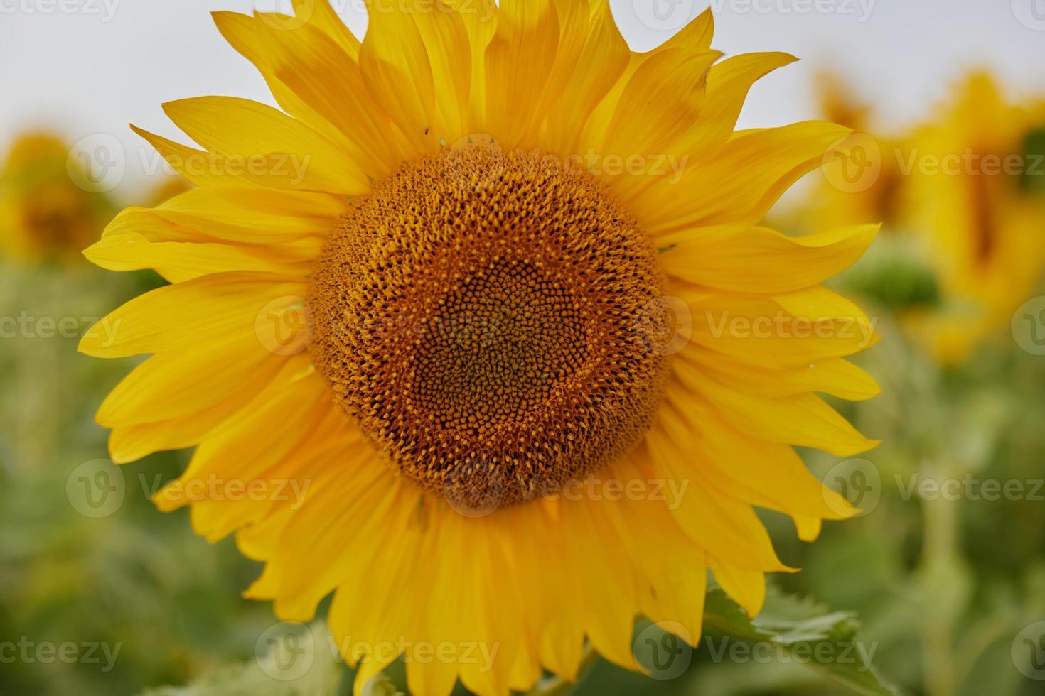 tournesol Naturel Contexte agricole champ été journée photo