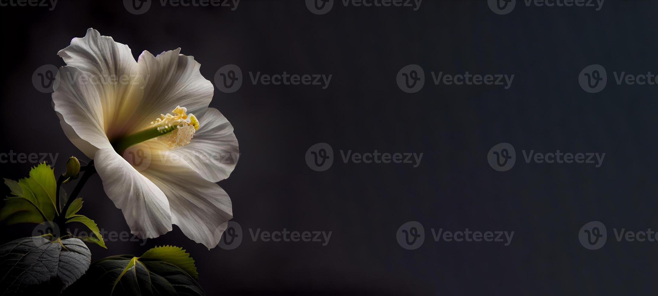 foncé blanc hibiscus fleur dans noir Contexte ai généré photo