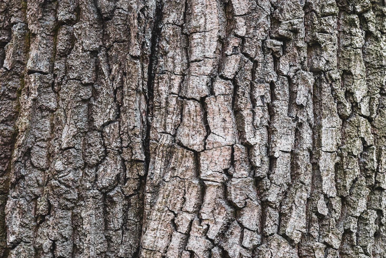 vieux arbre écorce texture, fermer photo