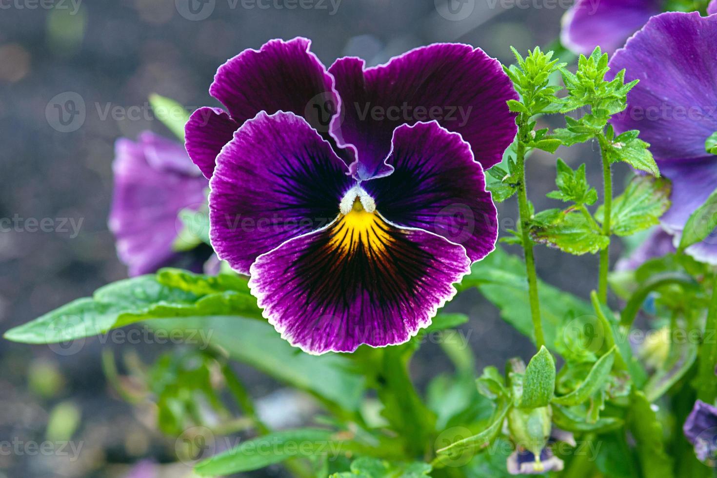 foncé violet pensée fleur alto tricolore dans le jardin photo