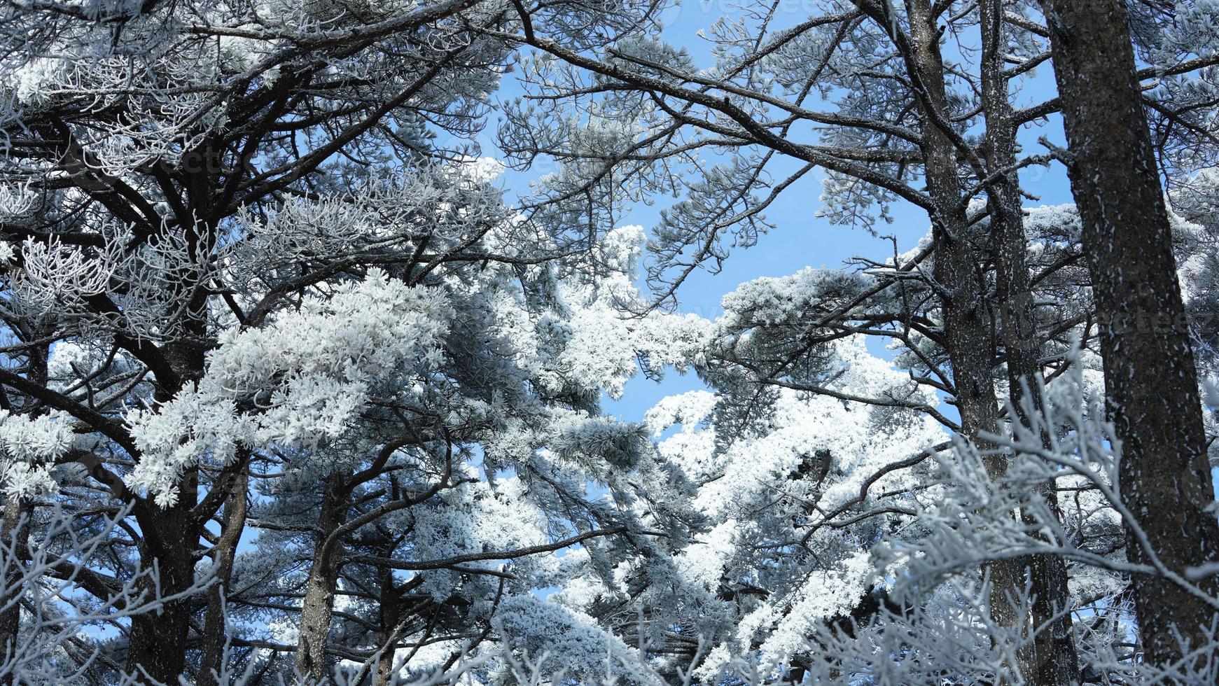 le congelé hiver vue avec le forêt et des arbres couvert par le la glace et blanc neige photo