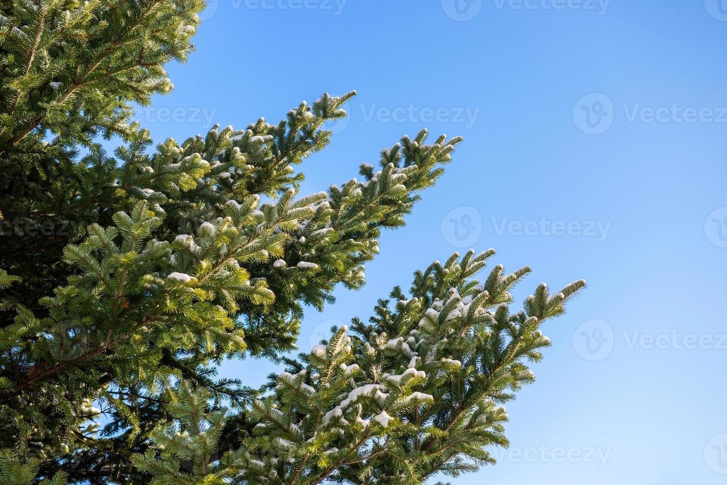 pin arbre couvert avec neige photo