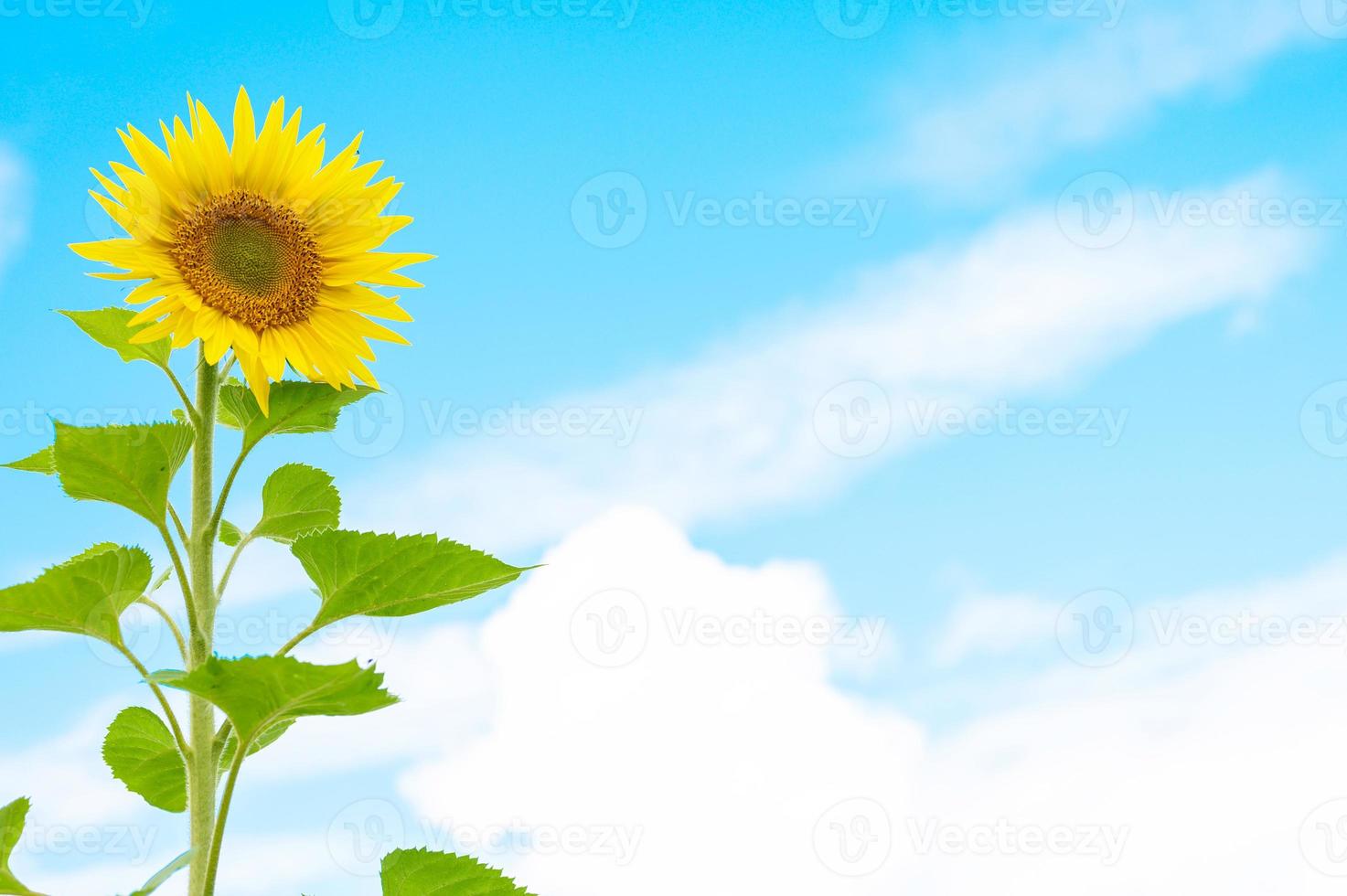 tournesol sur fond de ciel bleu avec des nuages photo