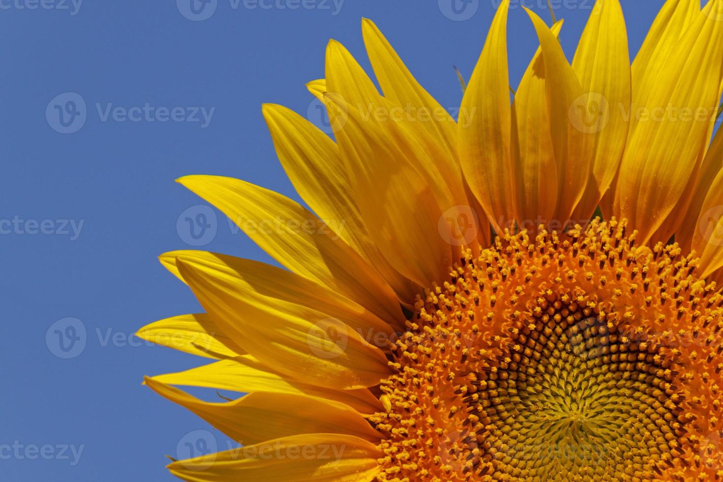 proche en haut de tournesol plus de bleu ciel photo