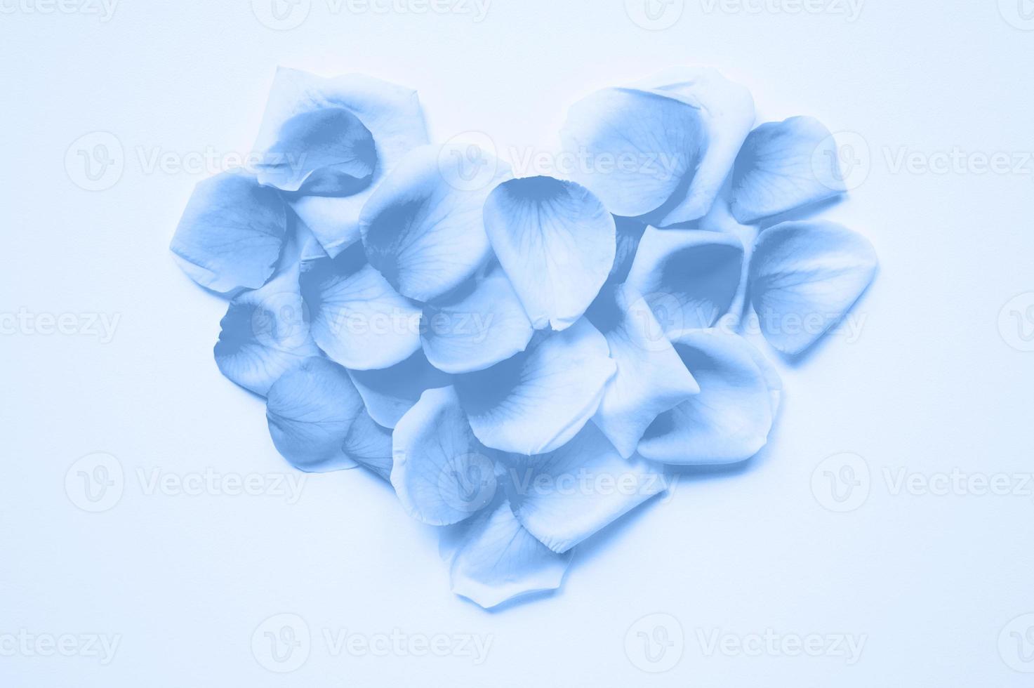 st. La Saint-Valentin. Coeur disposé à partir de pétales de roses sur fond blanc, tendance de couleur bleue classique teintée année 2020 photo