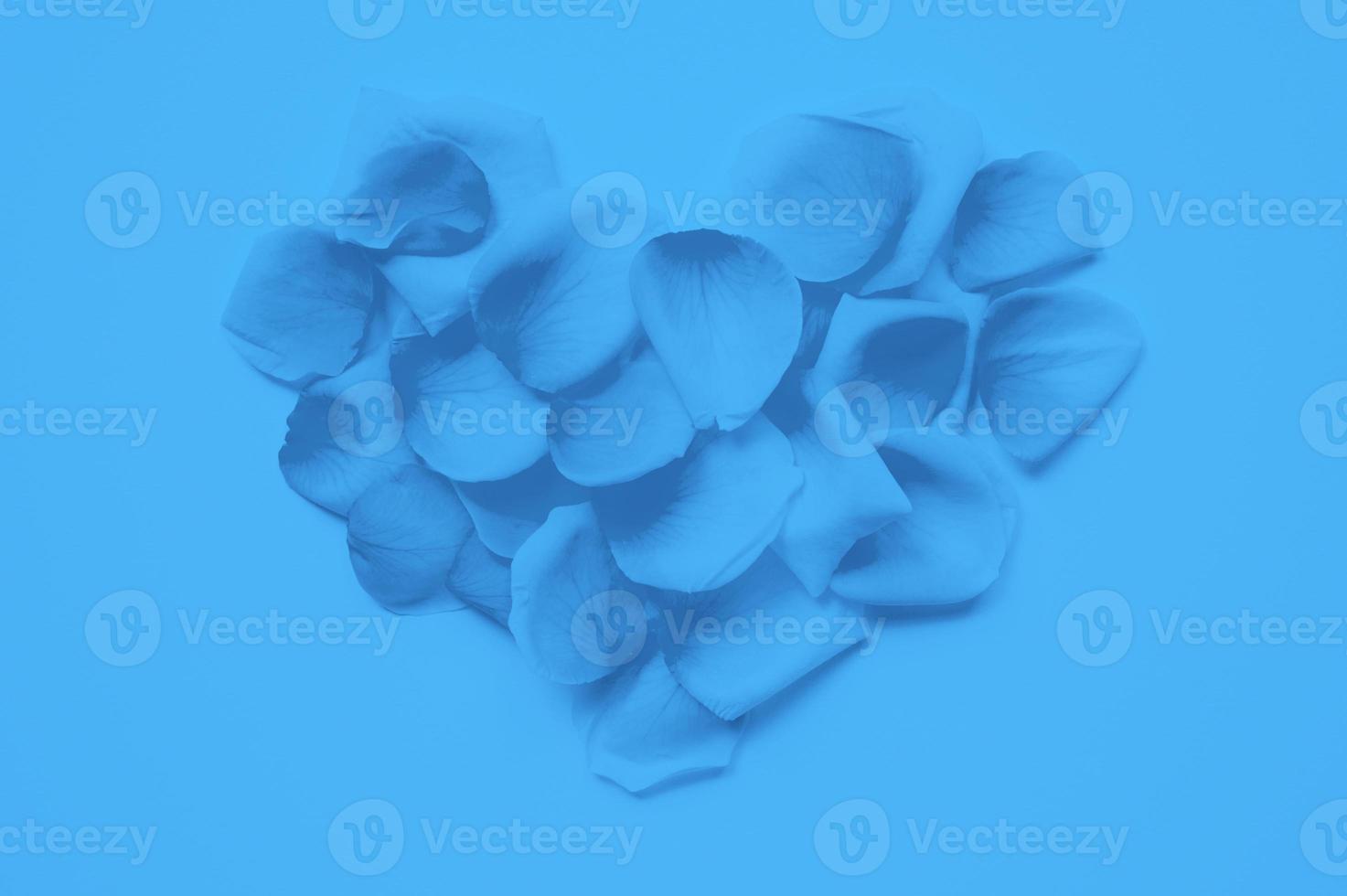 st. La Saint-Valentin. Coeur disposé à partir de pétales de roses sur fond blanc, tendance de couleur bleue classique teintée année 2020 photo