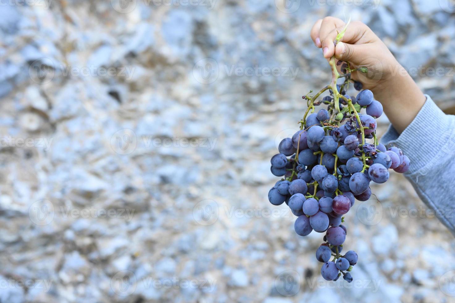 La main d'un enfant tient une grappe de raisins crétois noirs sauvages mûrs contre une falaise de pierre photo