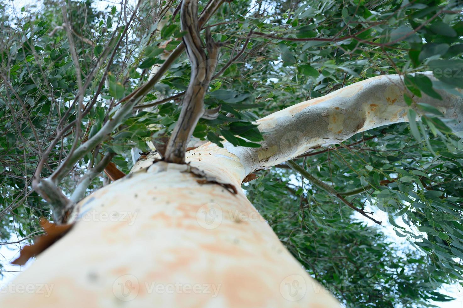 arbre et branches d'eucalyptus, vue de dessous photo