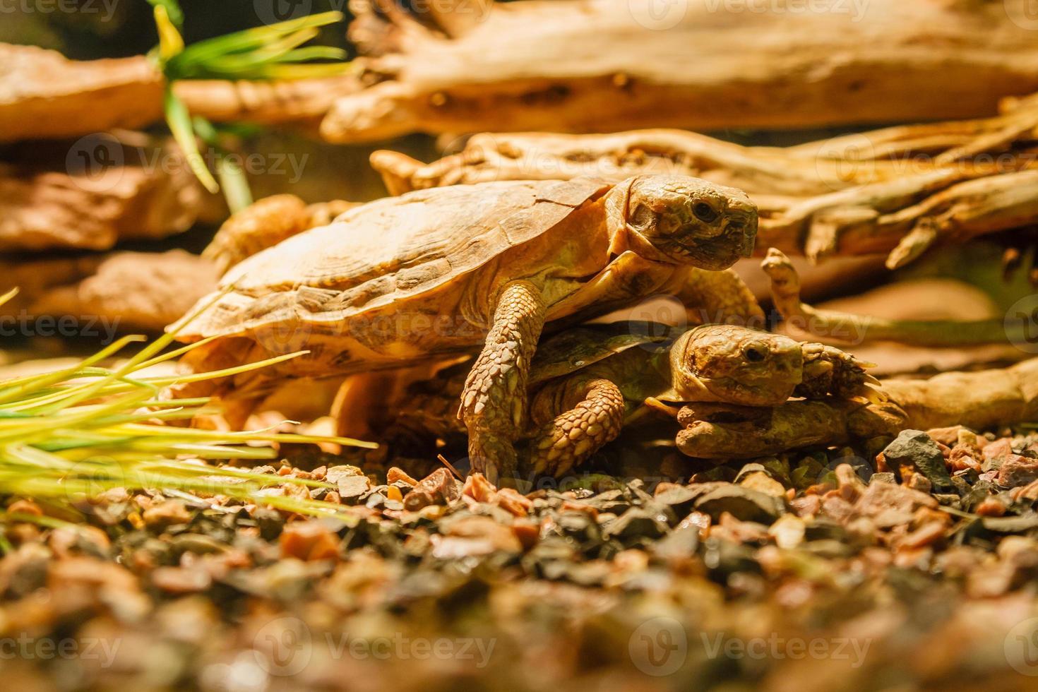 deux sulcata tortues accouplement une rouge lampe photo