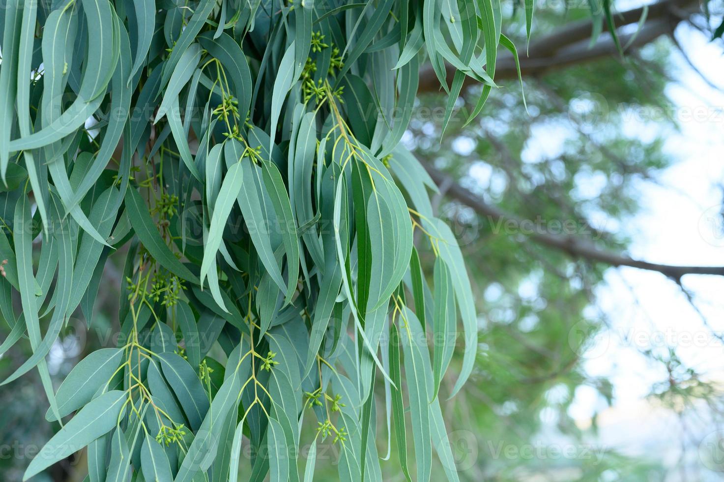 arbre d'eucalyptus sur fond extérieur nature photo