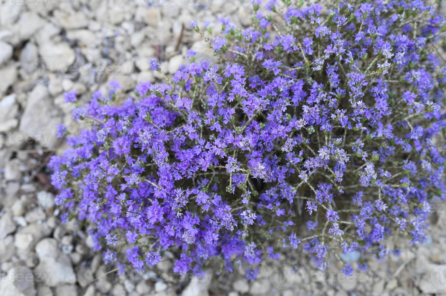 Bush thym sauvage grec de montagne en fleurs fleurs violettes parmi les pierres photo