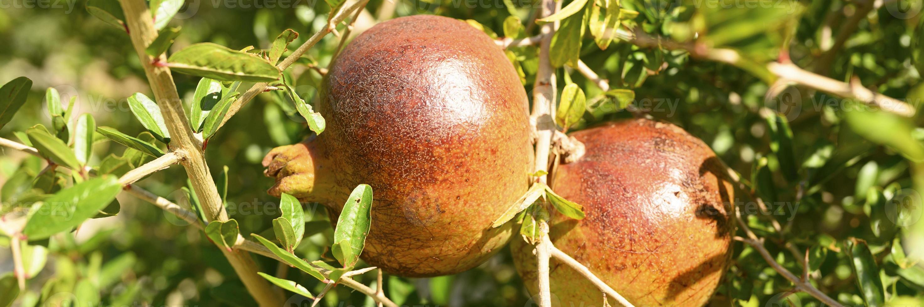 Grenades rouges mûres poussant sur une branche d'arbre dans le jardin photo