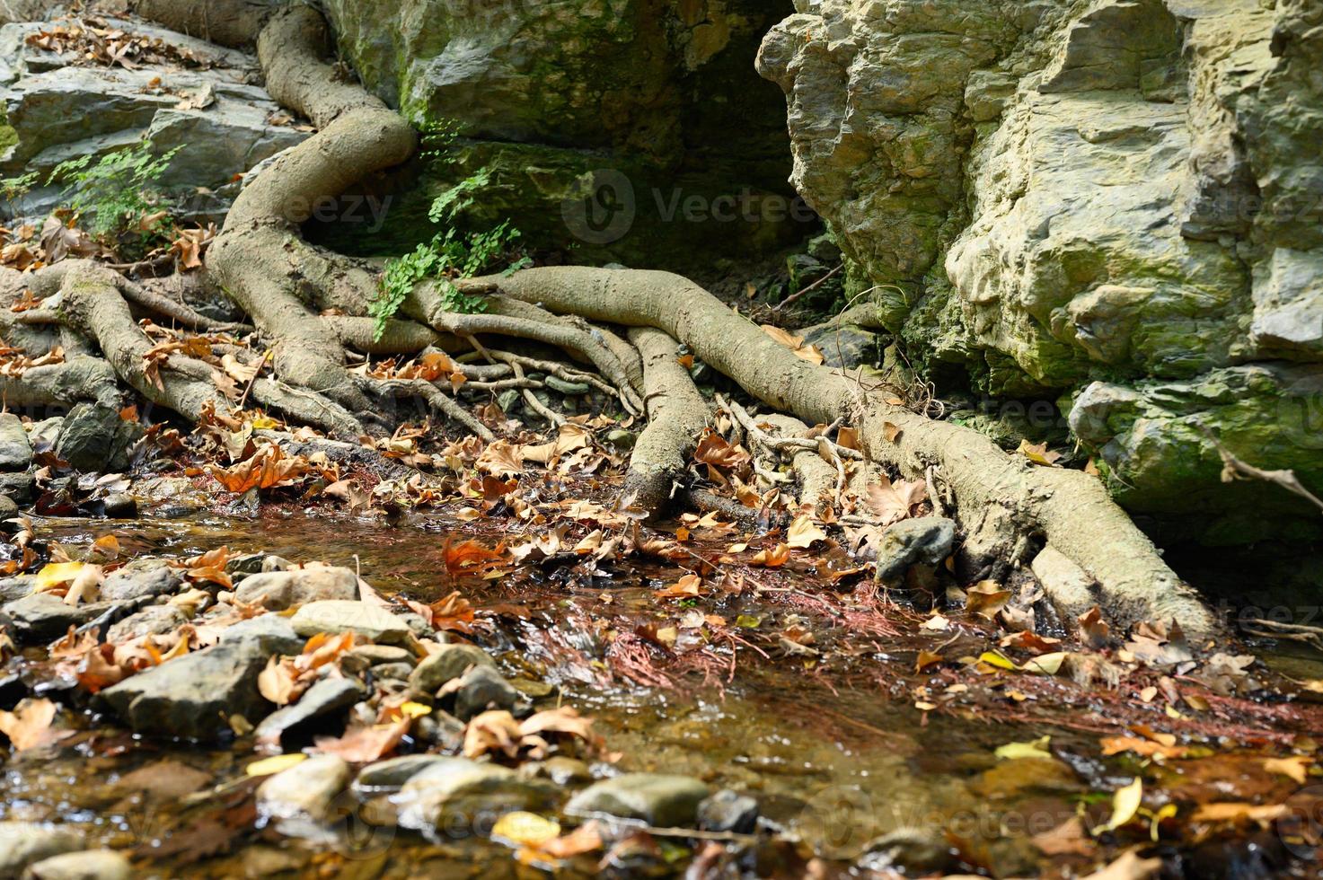 Racines nues d'arbres poussant dans les falaises rocheuses entre les pierres et l'eau en automne photo