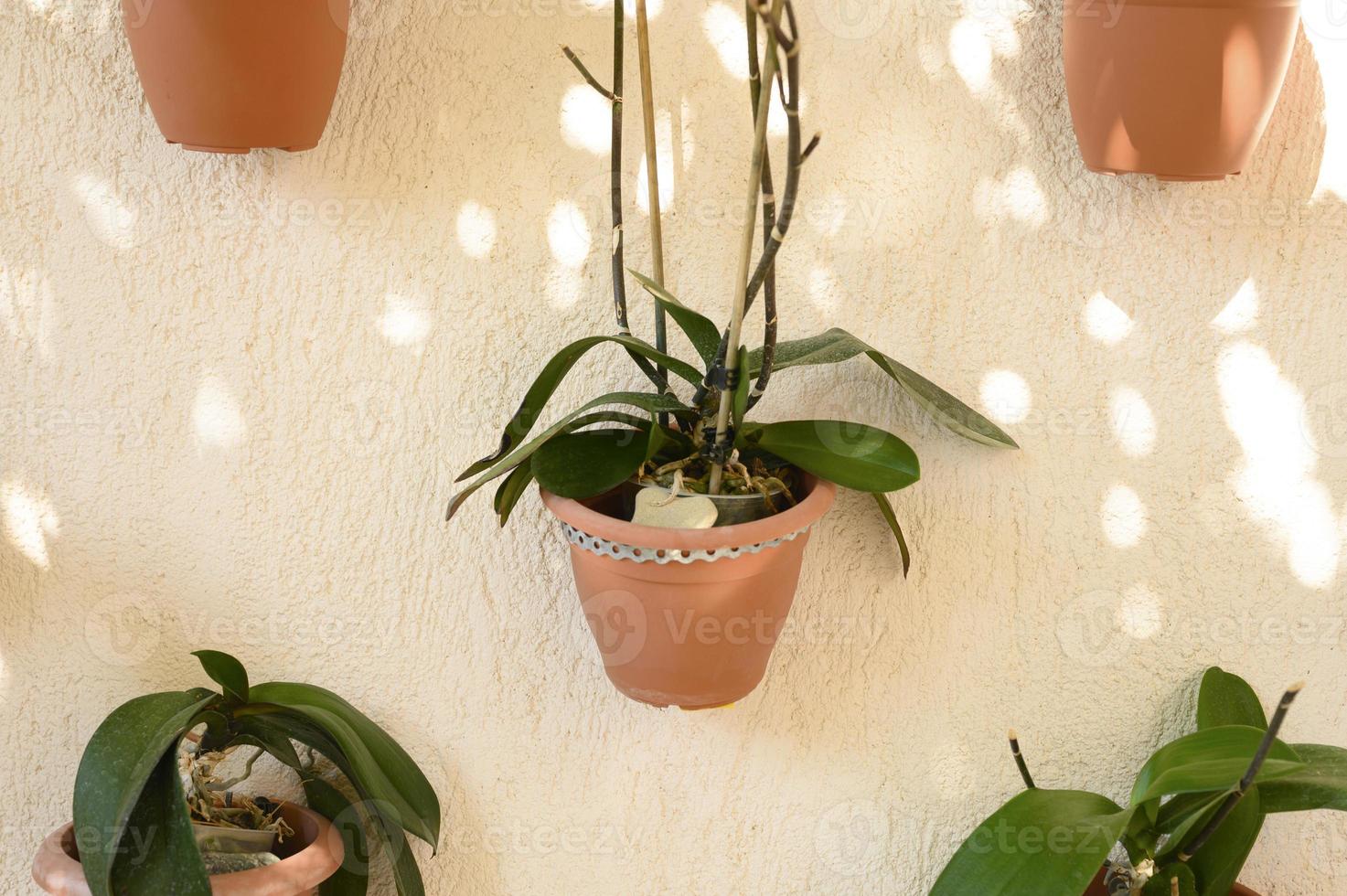 Hémanthus de plantes vertes dans des pots de fleurs attachés à un mur de béton beige photo