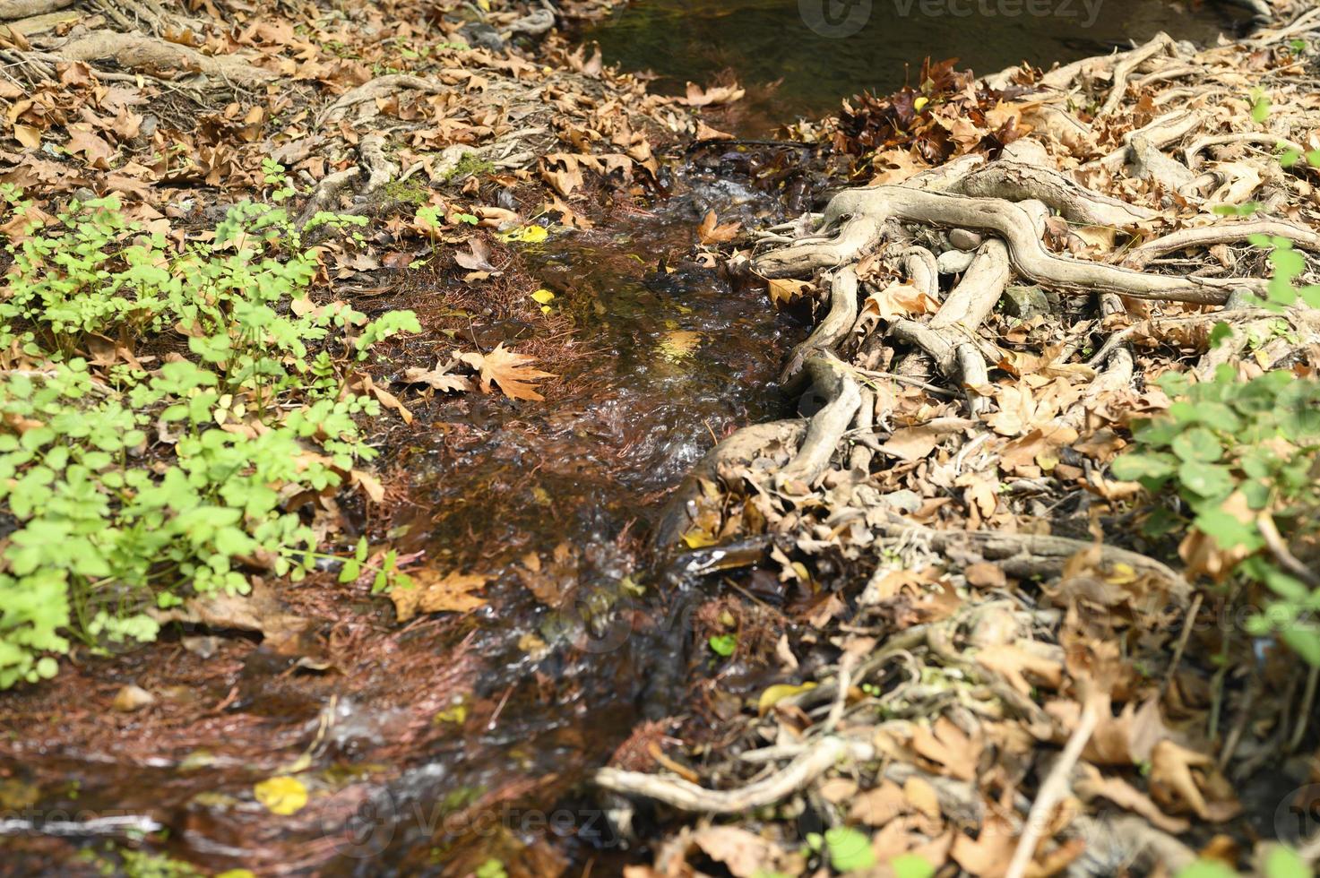 un ruisseau qui traverse les racines nues des arbres dans une falaise rocheuse et les feuilles d'automne tombées photo