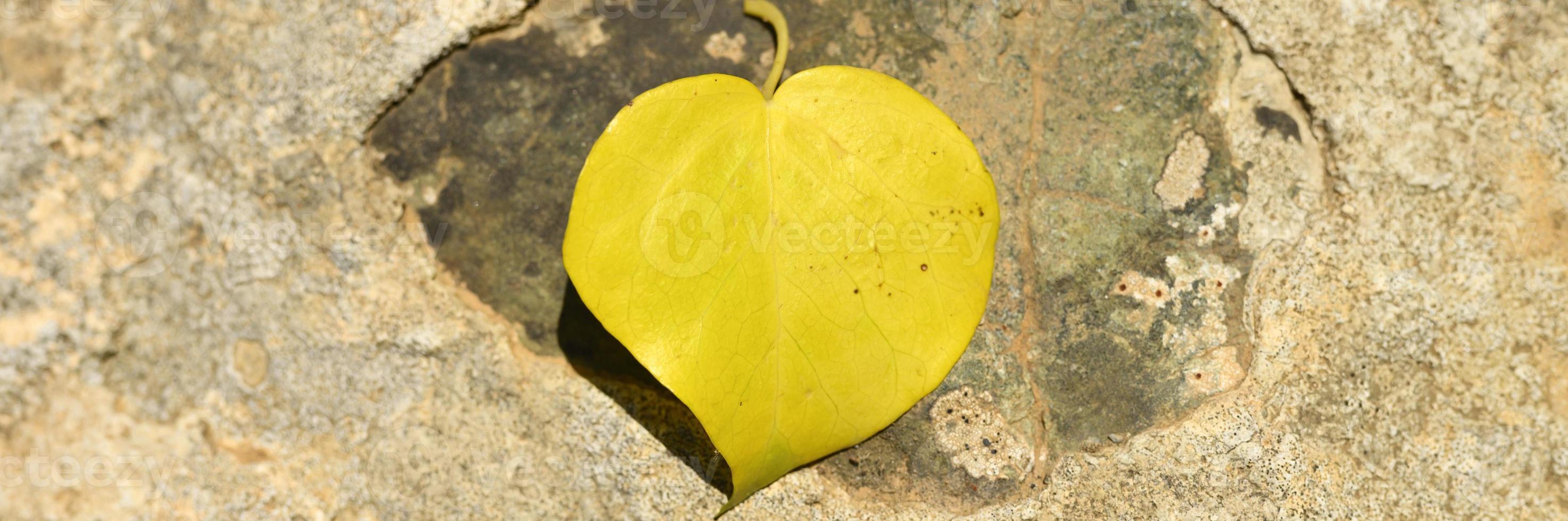 Feuille d'automne tombée jaune en forme de coeur sur une pierre photo